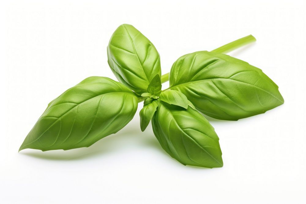 Green basil sprig plant herbs food. AI generated Image by rawpixel.