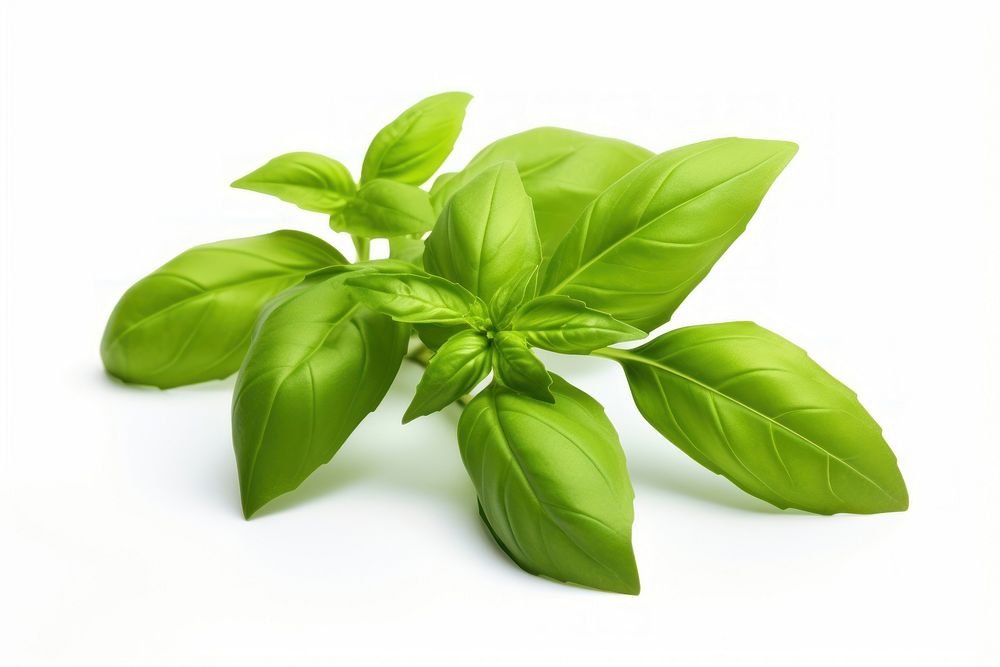 Green basil sprig plant herbs leaf. AI generated Image by rawpixel.