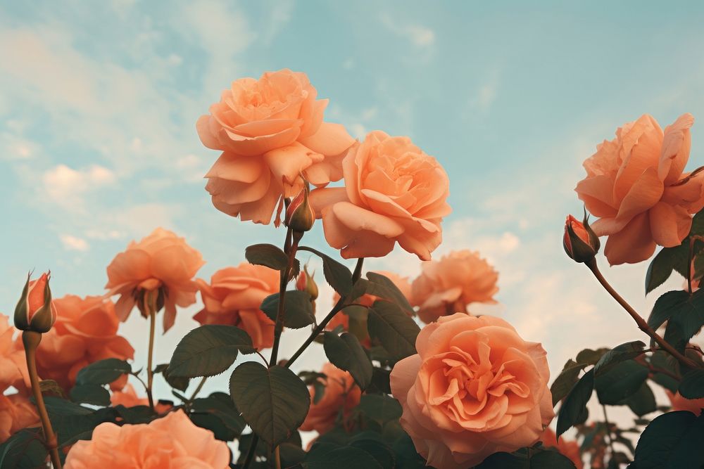 Orange roses with sky background outdoors blossom flower. AI generated Image by rawpixel.