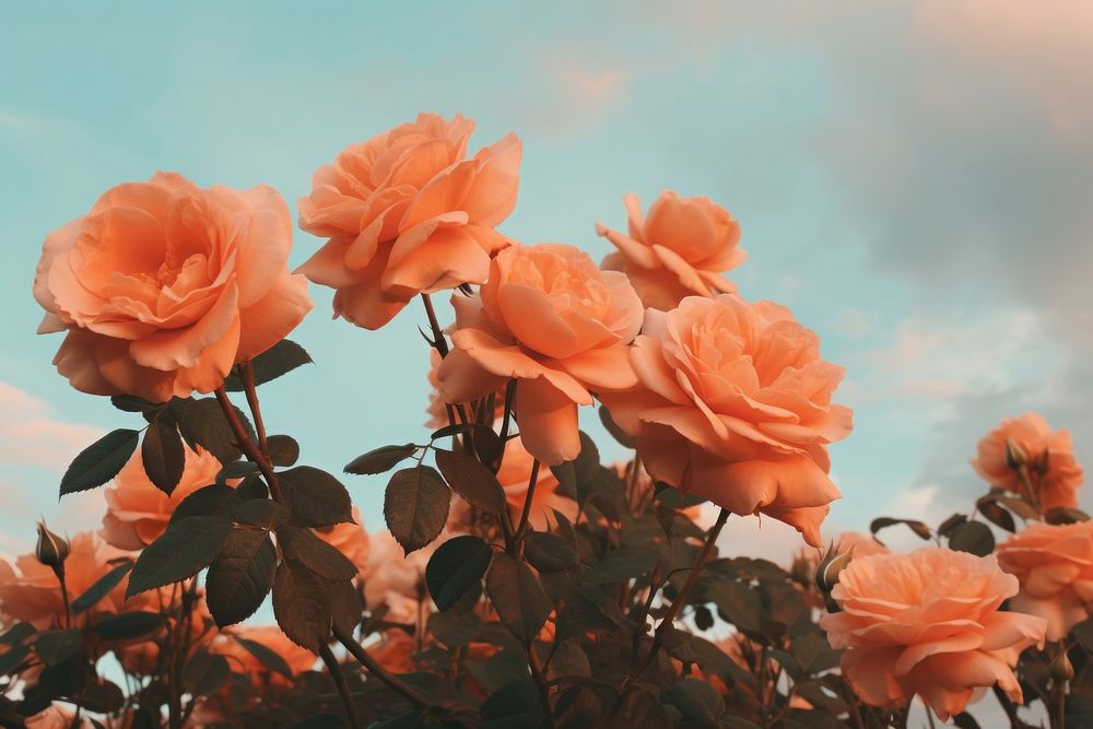 Orange roses with sky background blossom flower plant. AI generated Image by rawpixel.
