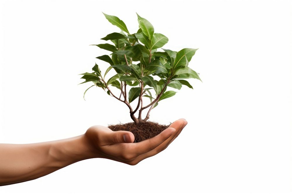 Tree plant in hand planting leaf tree. 