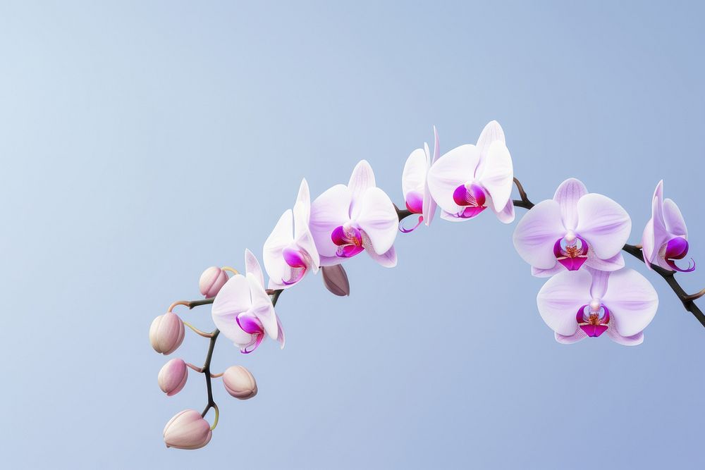 Orchid with clean background blossom flower plant. AI generated Image by rawpixel.