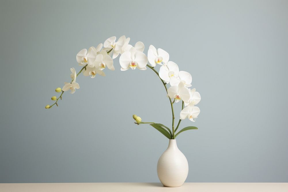 Orchid with clean background flower plant inflorescence. AI generated Image by rawpixel.