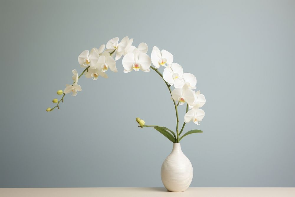 Orchid with clean background flower plant inflorescence. 