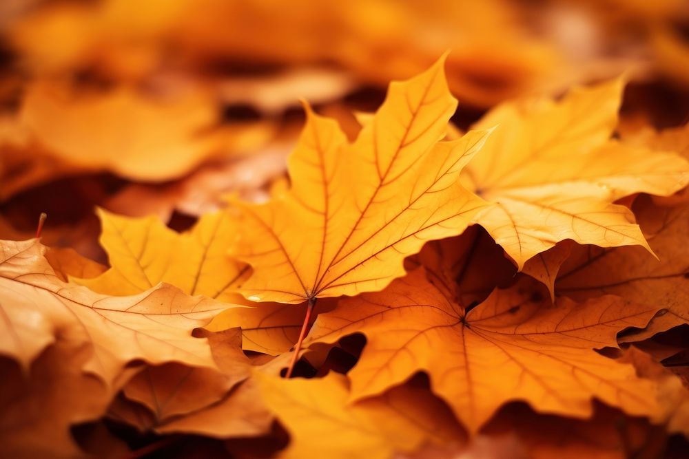 Piles of maple leaves autumn warmlight plant leaf tree. 