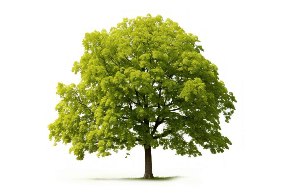 Tree plant maple white background. AI generated Image by rawpixel.
