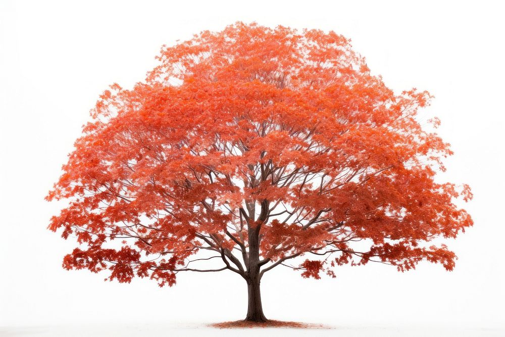Maple tree plant white background. AI generated Image by rawpixel.