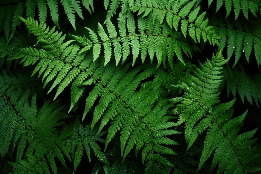 Fern full frame plant leaf backgrounds. AI generated Image by rawpixel.