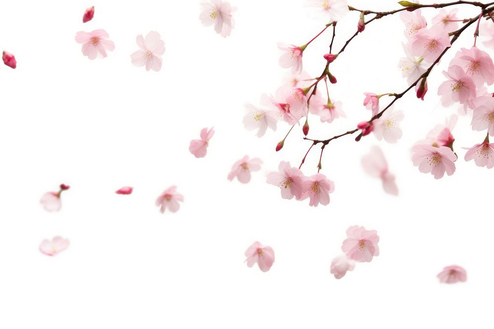 Few sakura falling backgrounds outdoors blossom