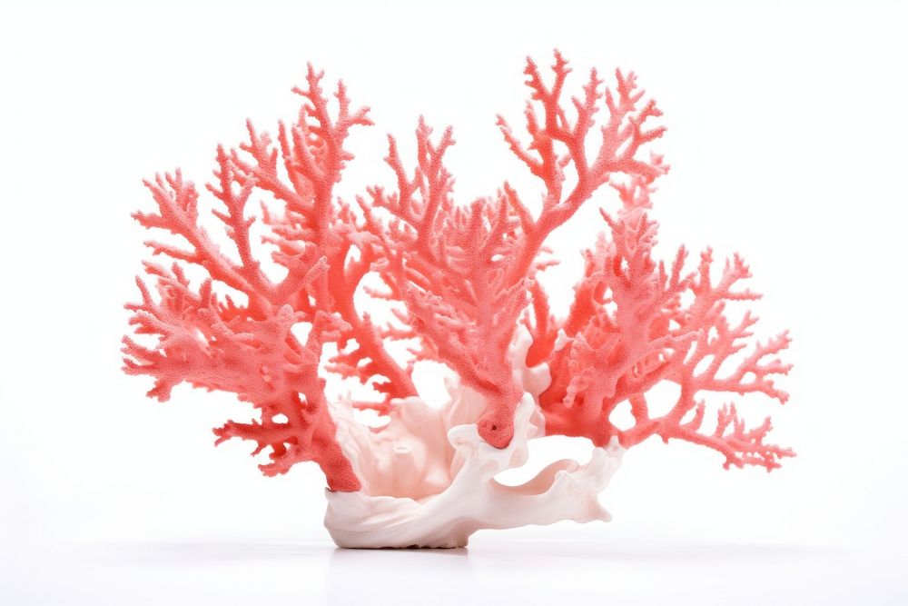 Coral nature sea white background. AI generated Image by rawpixel.