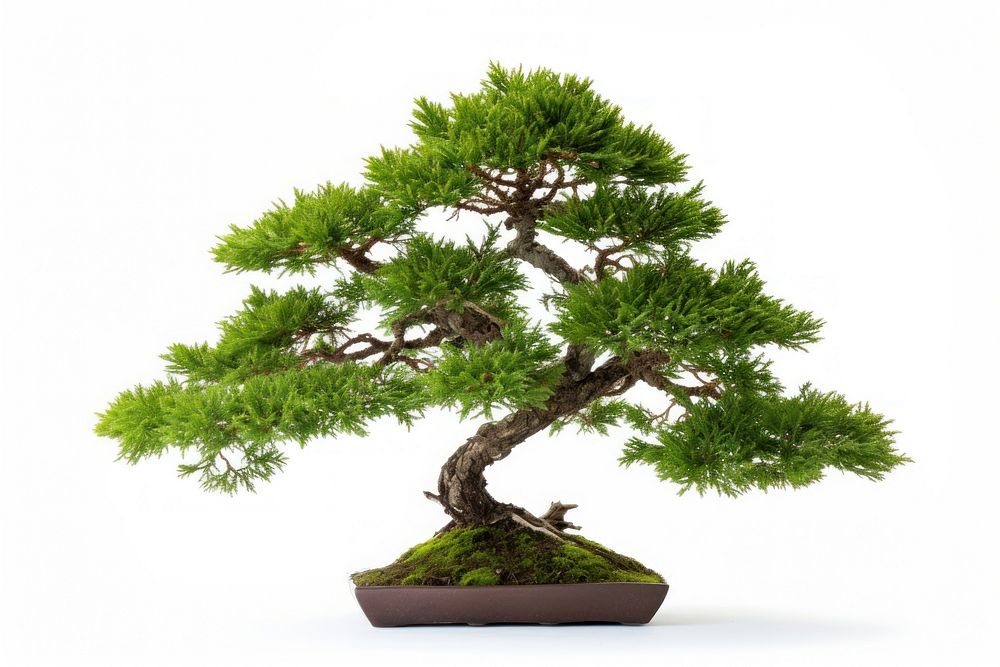 Korean fir tree bonsai plant white background. AI generated Image by rawpixel.