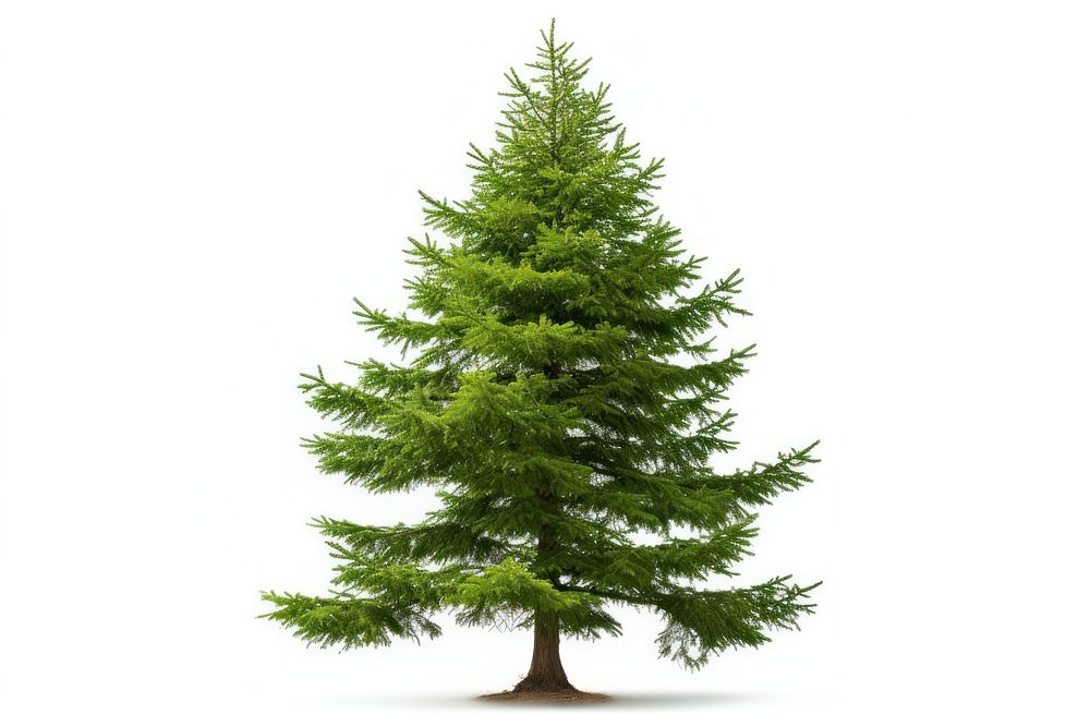Korean fir tree plant pine white background. AI generated Image by rawpixel.