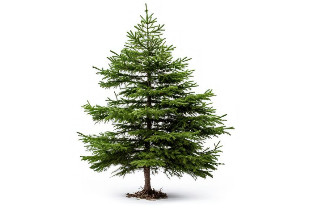 Korean fir tree plant white pine. AI generated Image by rawpixel.