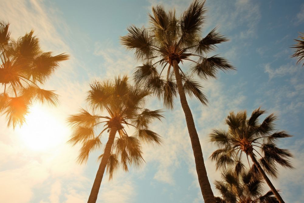 Palmtree heaven city sunlight outdoors nature. AI generated Image by rawpixel.