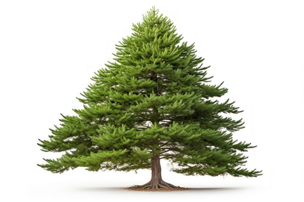 Fir plant tree pine. AI generated Image by rawpixel.
