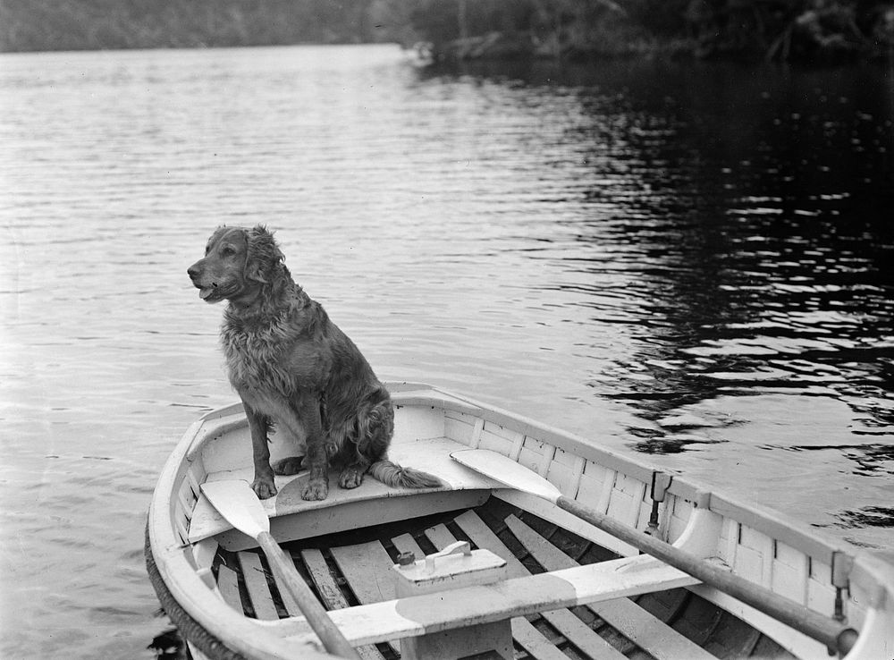 Dog in a rowboat.