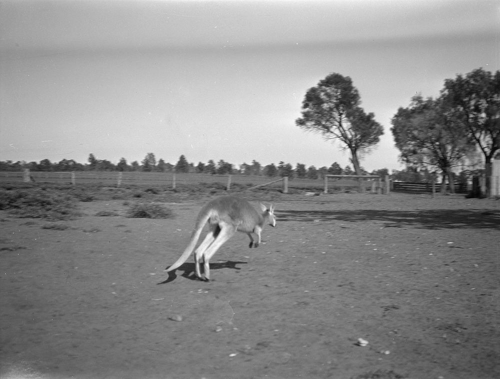 Kangaroo hopping.