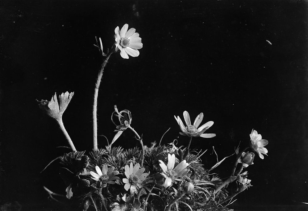 Anemone tenuicaulis (circa 1910) by Fred Brockett.