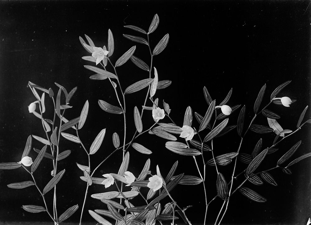 Luzuriaga marginata (circa 1910) by Fred Brockett.