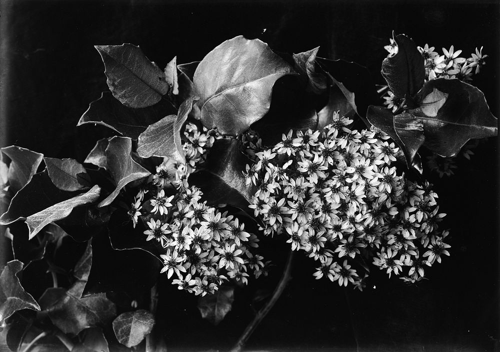 Olearia (circa 1910) by Fred Brockett.