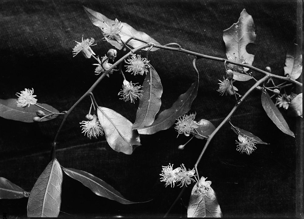 Tetrapathaea  tetranda (circa 1910) by Fred Brockett.