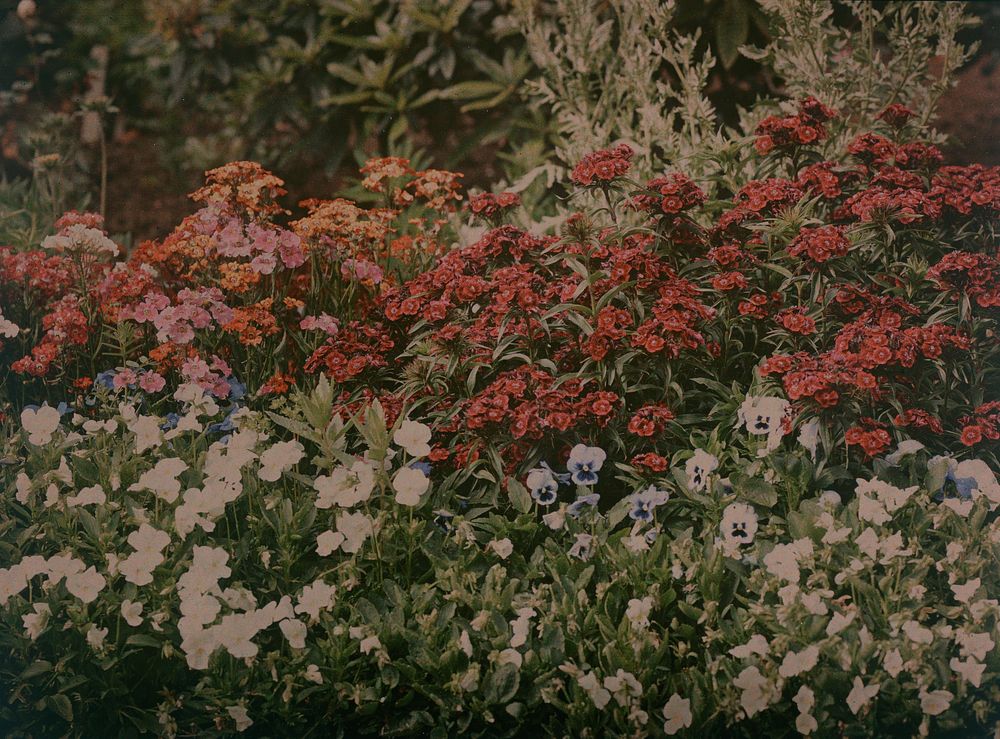 Flower garden (circa 1913) by Robert Walrond.
