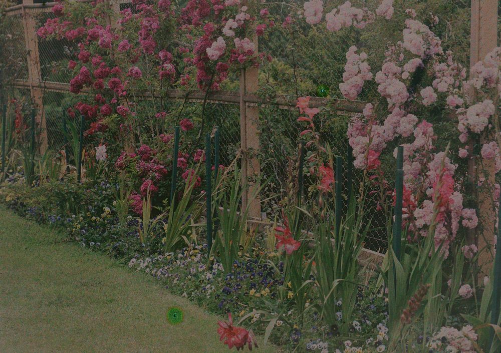 Flower garden (1915) by Robert Walrond.