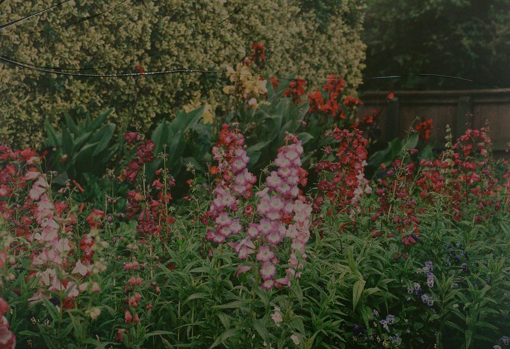 Penstemons (1915) by Robert Walrond.