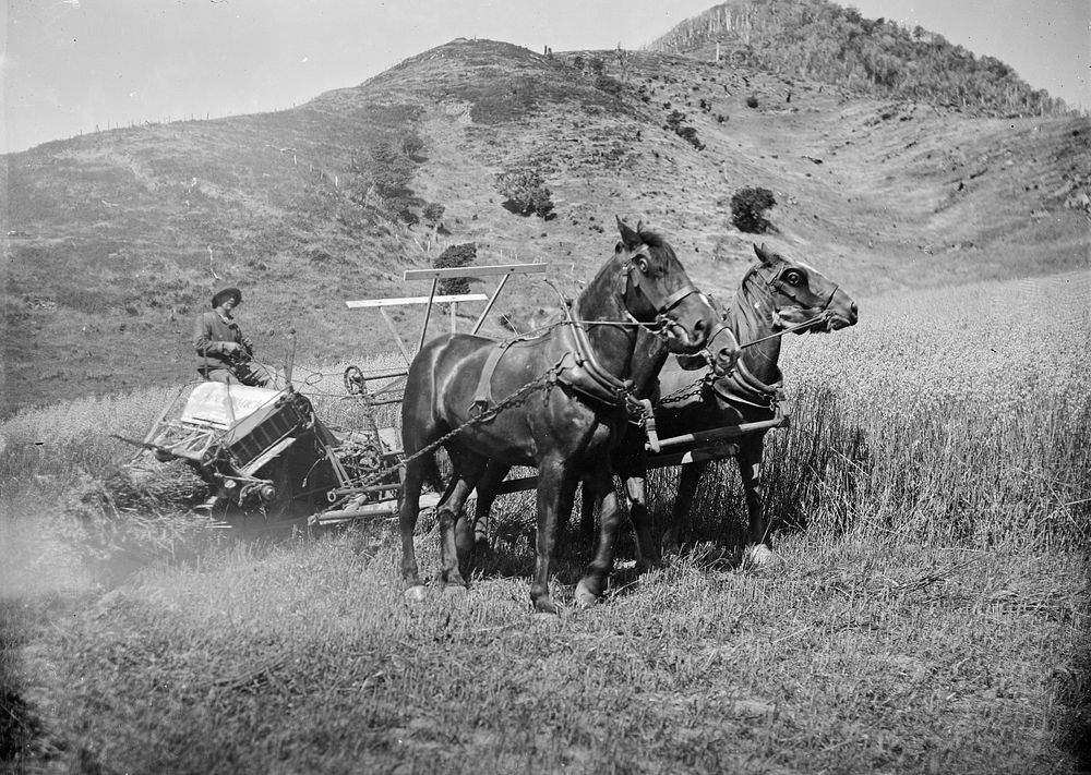 Honourable Mill's Farm near Crail Bay - Horses in the Field (1908) by Fred Brockett.