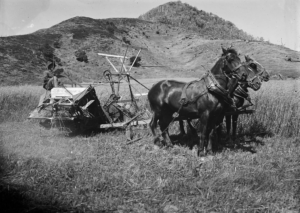 Honourable Mill's Farm near Crail Bay - Horses Pulling Thresher (1908) by Fred Brockett.