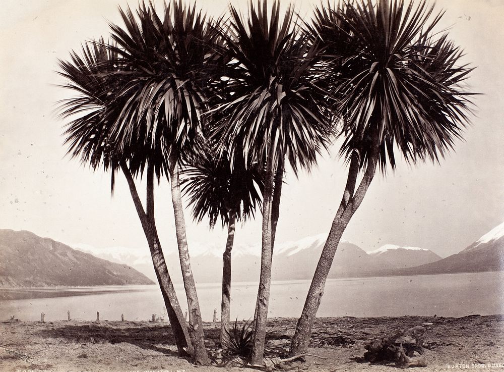 Cabbage trees, 25 mile, Wakatipu, NZ (1876-1880) by William Hart and Burton Brothers.