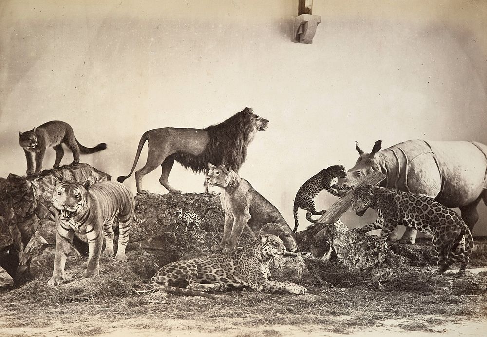Group of animals, Christchurch Museum (1880).