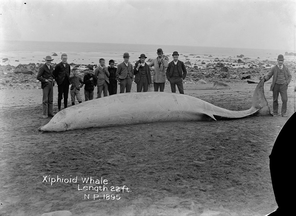 Xiphioid Whale -  Ziphius cavirostris (December 1895) by William Francis Gordon.
