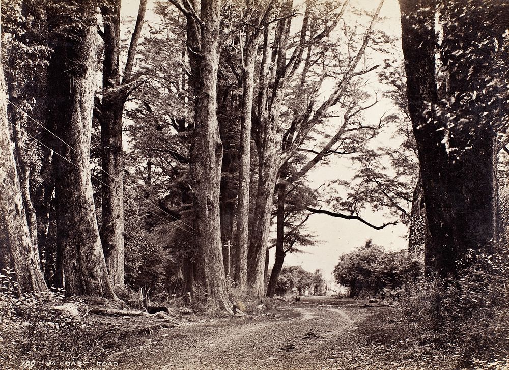 West Coast Road (1879) by Burton Brothers and Alfred Burton.