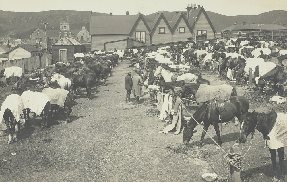 [tethered horses with city buildings in background].  From the album: Wellington waterfront strike, 1913 (1913).