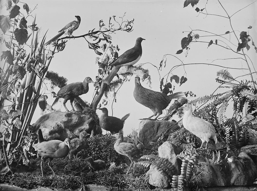 [Pukeko, Weka, Pigeon, and Cuckoo Birds] by Burton Brothers.