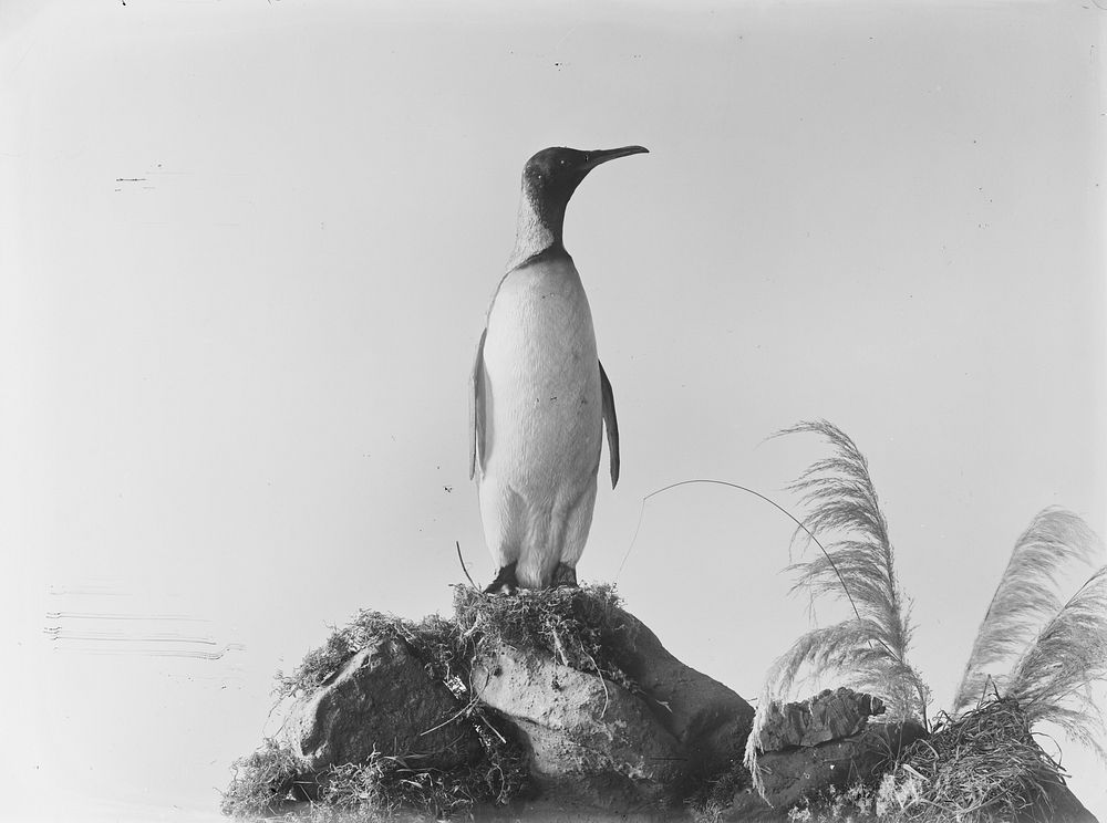 [King Penguin] by Burton Brothers.