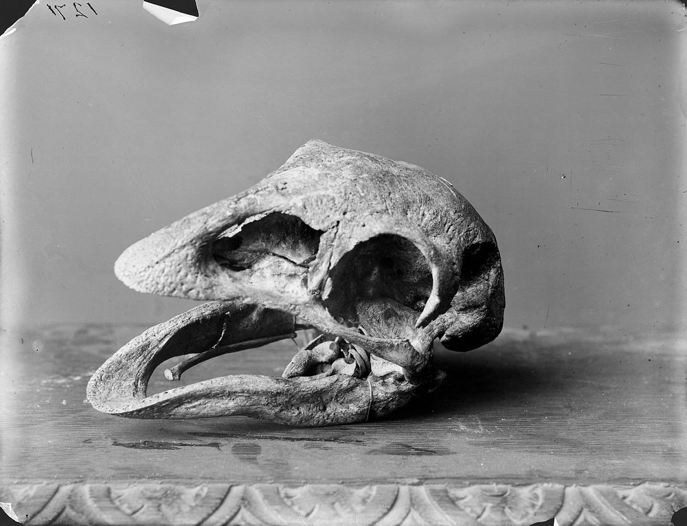 Moa skull (circa 1880) by Burton Brothers.
