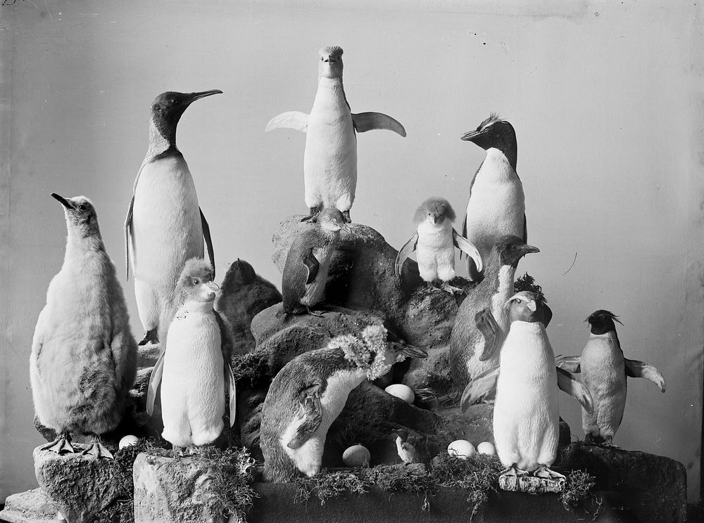 [Group of Penguins] by Burton Brothers.