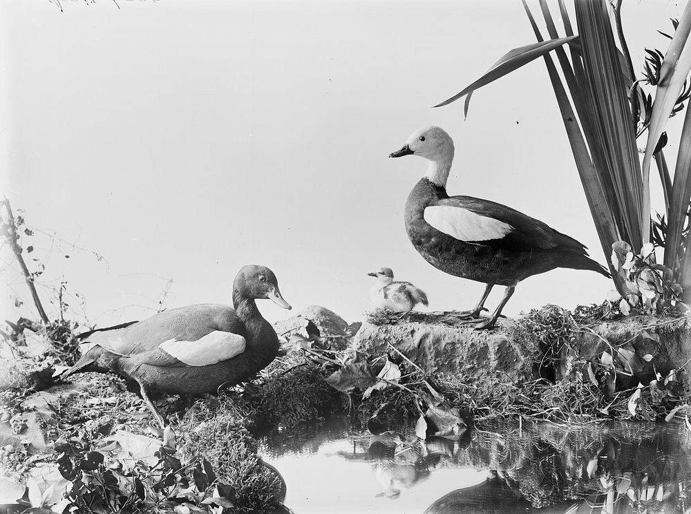 Paradise Ducks (1889) by Burton Brothers.