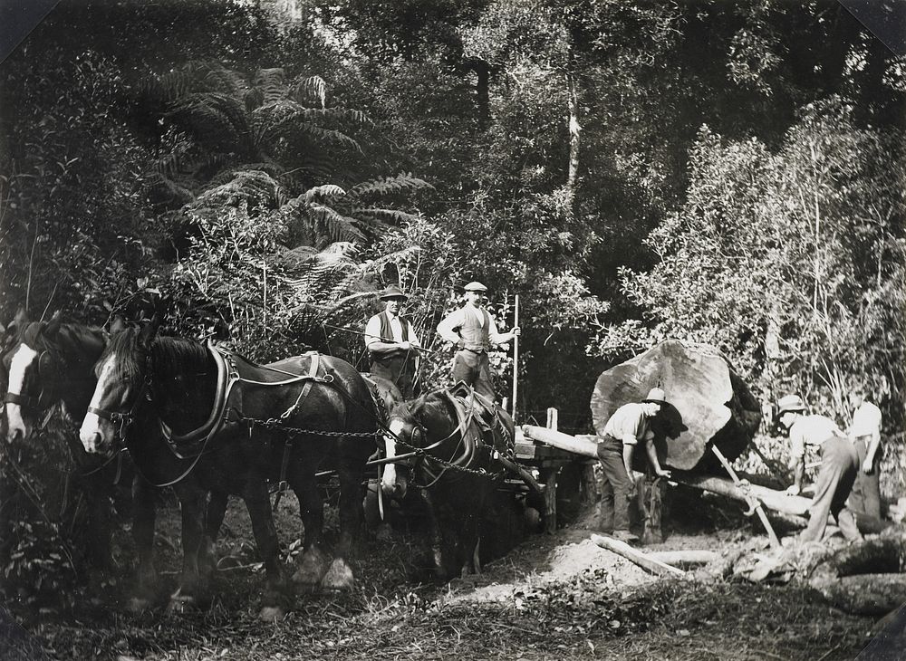 The timber industry: jacking the rimu logs on to the waggon for transportation to the sawmill (1928 / 1932) by Leslie Adkin.