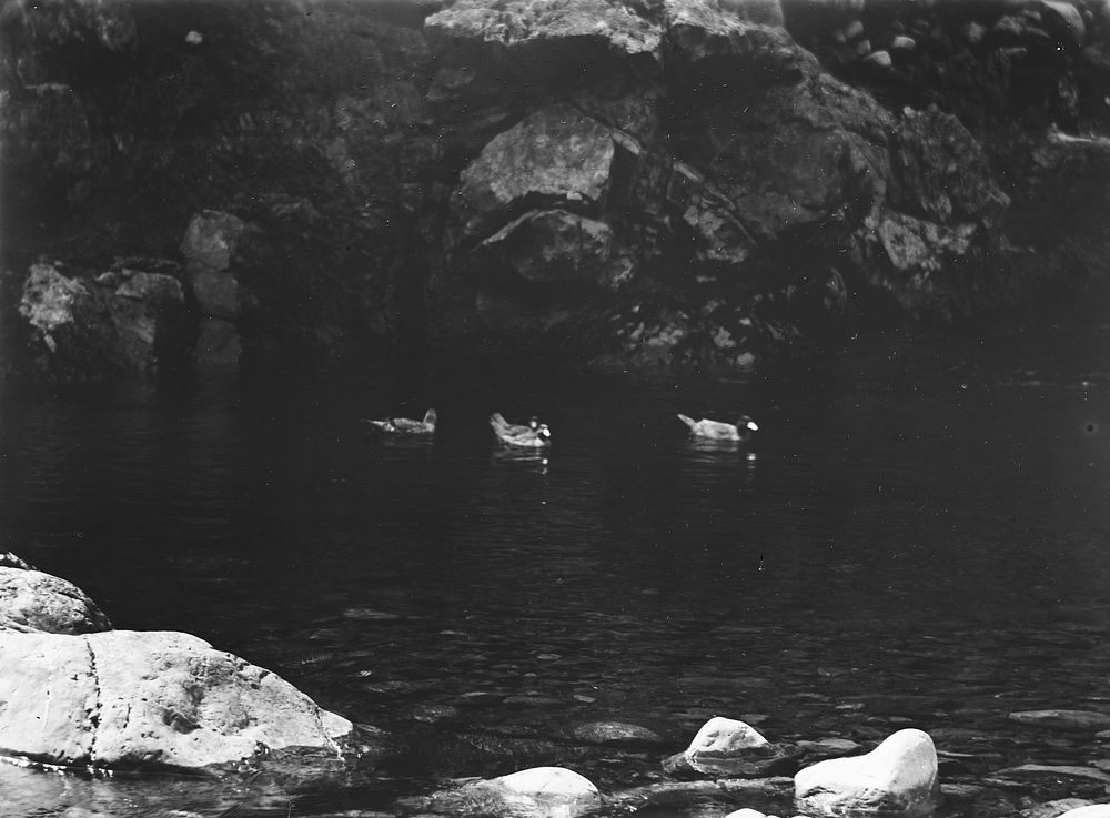 Blue or mountain ducks (Ohau-Mangahao expedition, 1922) (25 February 1922) by Leslie Adkin.
