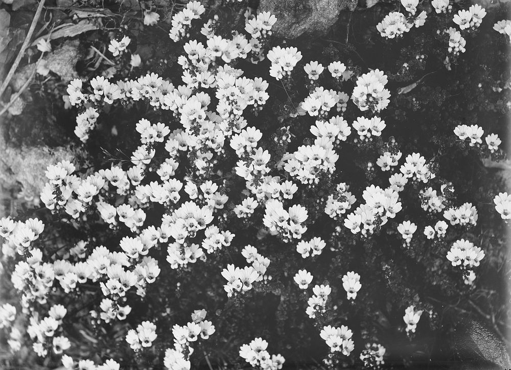 Botanical ascent of Mount Waiopehu : 6 February 1928-7 February 1928 (07 February 1928) by Leslie Adkin.