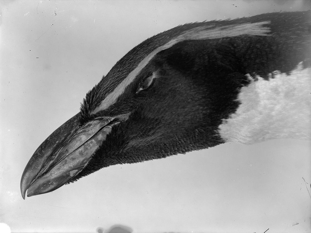 Snares Crested Penguin - head and beak (Macquarie Island?) (1912 - 1926) by James McDonald.
