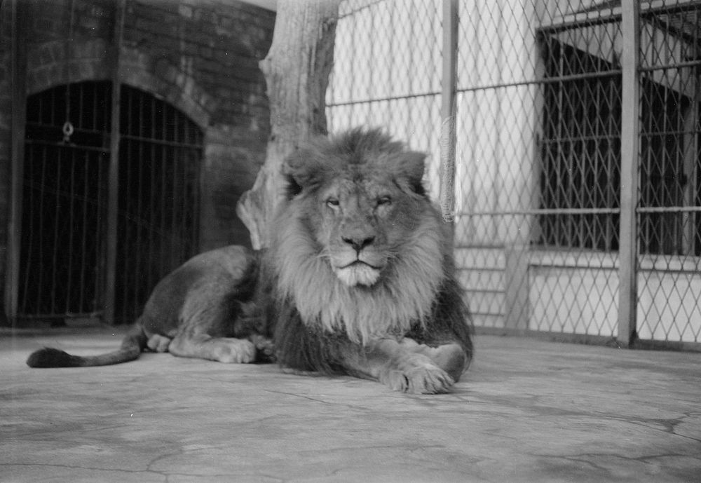 [Lion, Wellington Zoo] (1920s to 1930s) by Roland Searle.