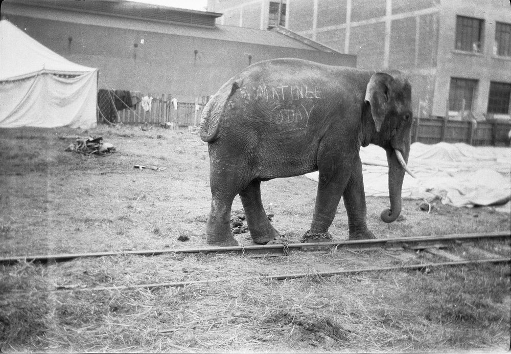 [Elephant wearing graffiti] (1920s-1930s) by Roland Searle.