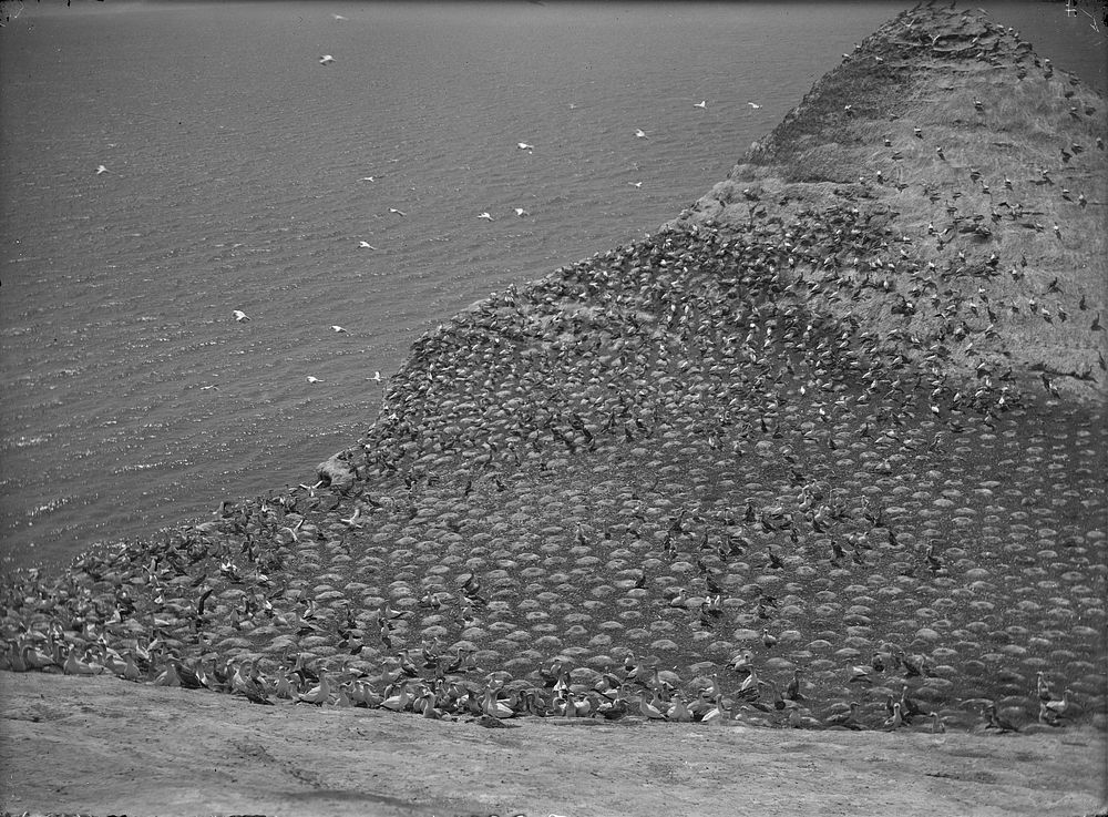 The Gannet Colony at Cape Kidnappers, Hawkes Bay : General view showing birds and nests 22.2.13 (22  February 1913) by…