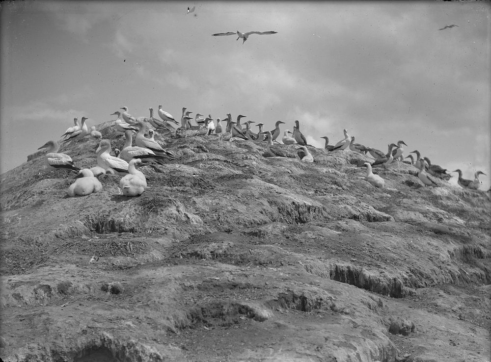 The Gannet Colony : The parent birds and their young 22.2.13 (22 February 1913) by Leslie Adkin.