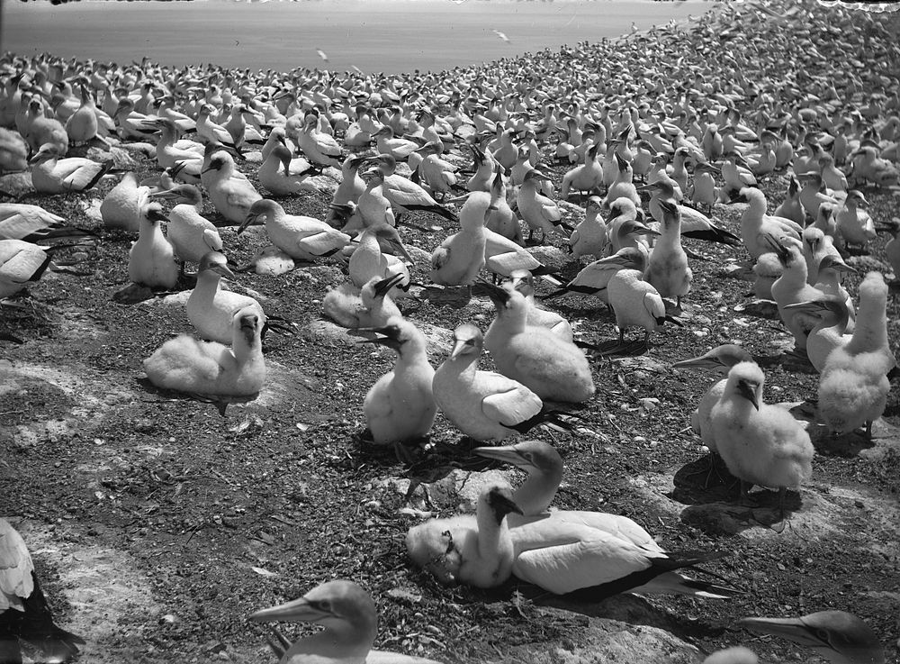 Nature Studies : Supplejack, gannets etc - 1929 (1929) by Leslie Adkin.