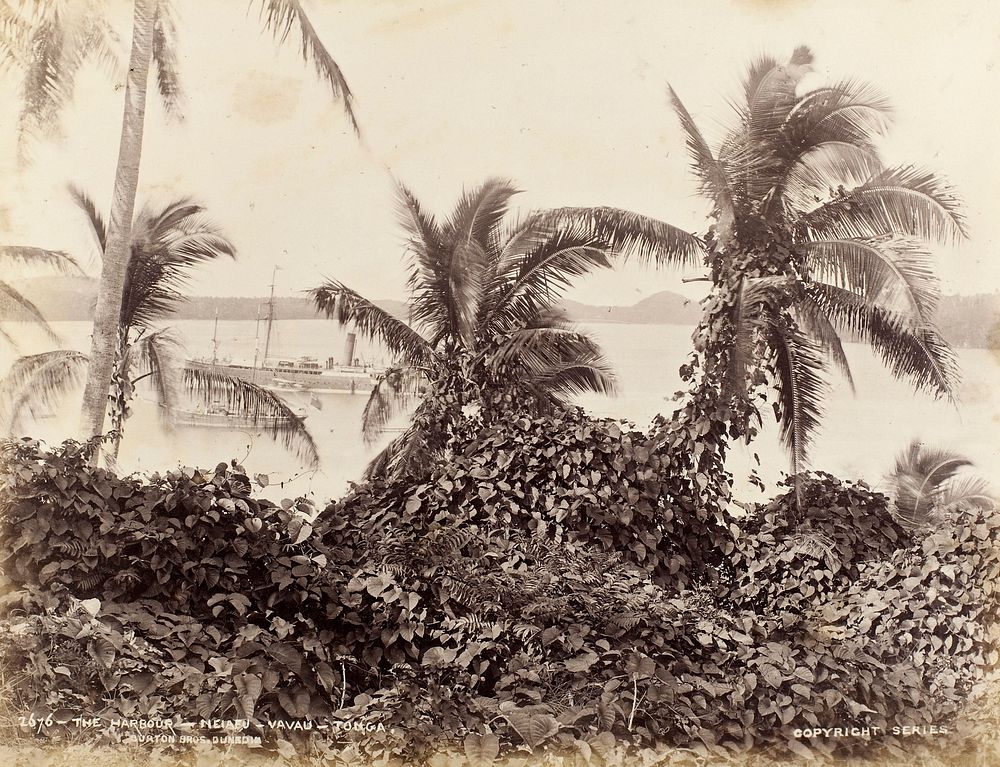 The Harbour - Neiafu - Vavau - Tonga (1884) by Burton Brothers and Alfred Burton.